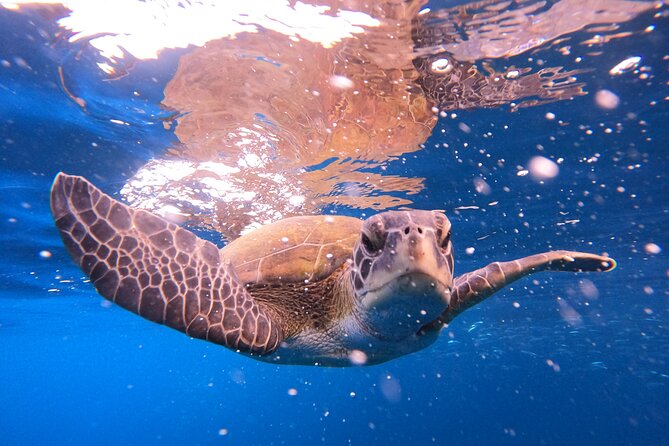 Tenerife Snorkeling Tour in turtle habitat - Meeting at the PADI 5 Travel Sub Center in Costa Adeje