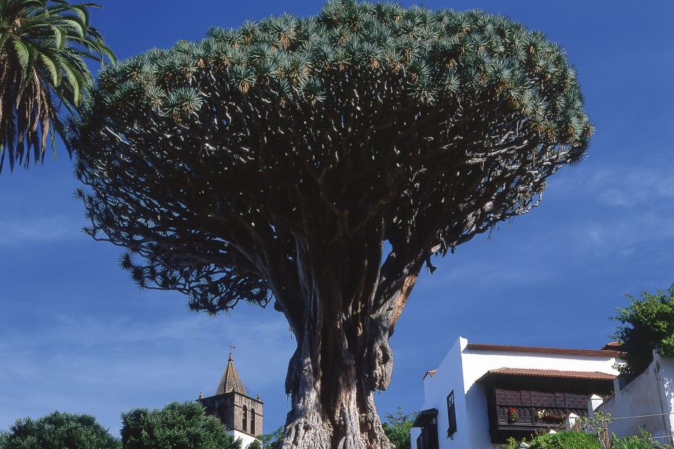 Tenerife: Teide National Park Full-Day Tour with Pickup - Why this Teide-focused day feels worth your time