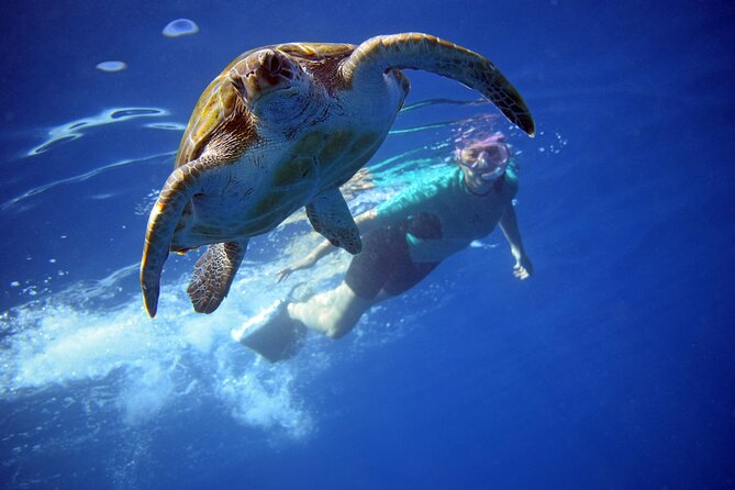 Tenerife: Turtle & Dolphin Kayak Tour with Snorkel & Wetsuit - Key things I’d plan around