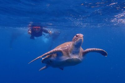 Tenerife: Turtle & Dolphin Kayak Tour with Snorkel & Wetsuit - The Paddle Reality Check: moderate fitness and a wetsuit-powered workout