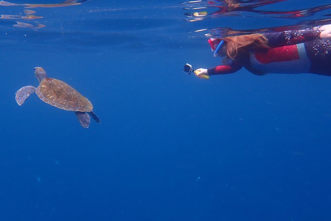 Tenerife: Turtle & Dolphin Kayak Tour with Snorkel & Wetsuit - What’s Included (and why that’s the real value)