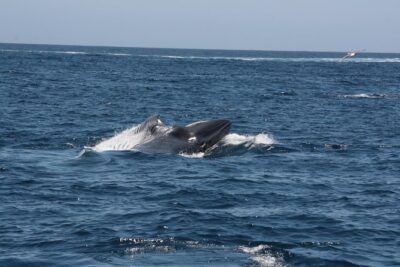 Tenerife: Whale and dolphin watching - The wildlife search: pilot whales, dolphins, and turtles in Tenerife waters