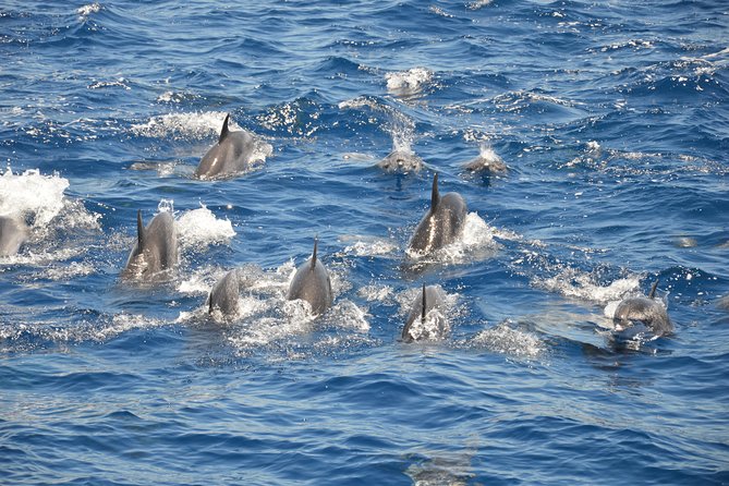 Tenerife: Whale and dolphin watching - The eco rules behind the Blue Boat certification