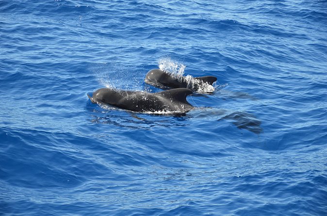 Tenerife: Whale and dolphin watching - Who this tour fits best (and who might want a backup plan)