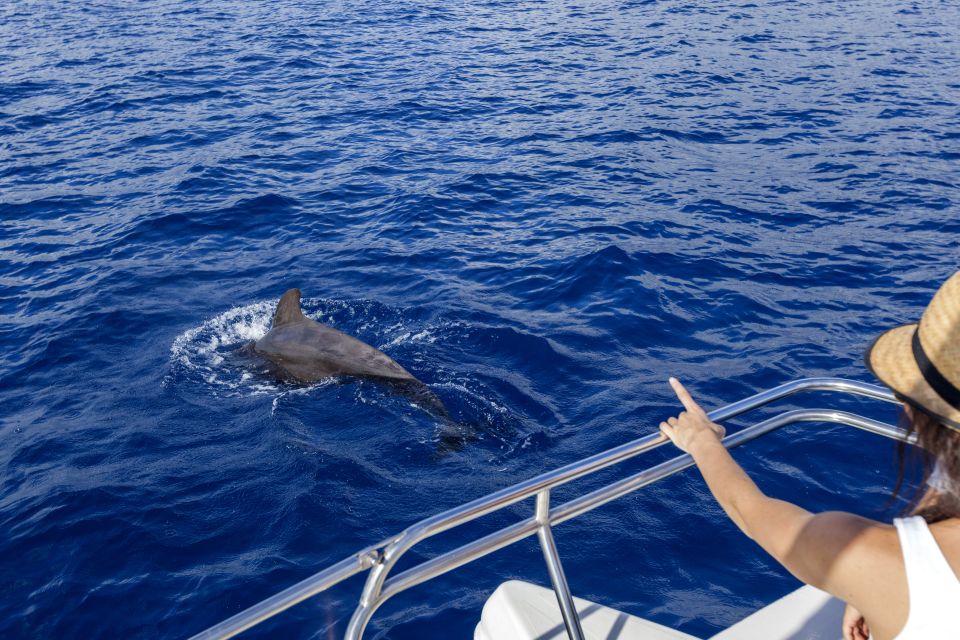 Tenerife: Whale and Dolphin Watching Tour by Sailboat - Key things to know before you go