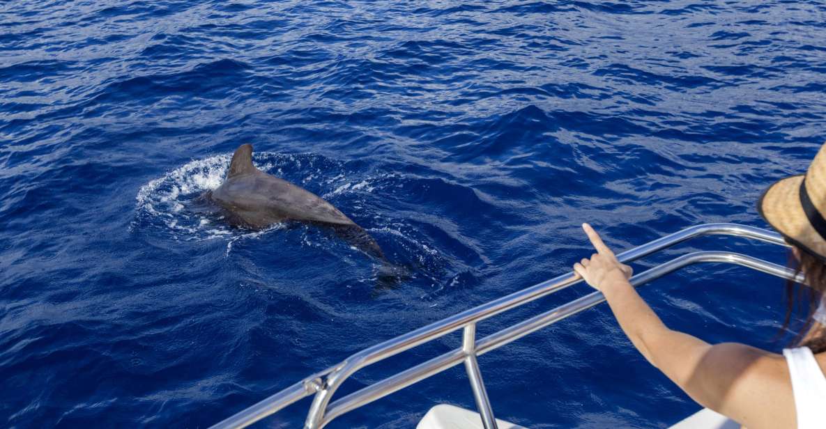 Tenerife: Whale and Dolphin Watching Tour by Sailboat - The 3-hour flow: cruise searching, then swim and snorkel