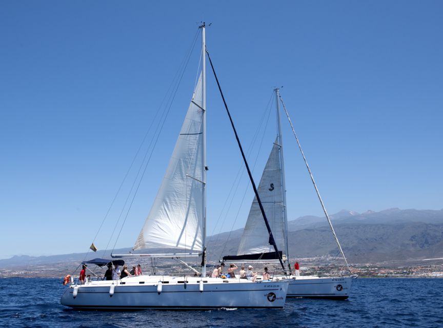 Tenerife: Whale and Dolphin Watching Tour by Sailboat - Small-group vibes and crew professionalism