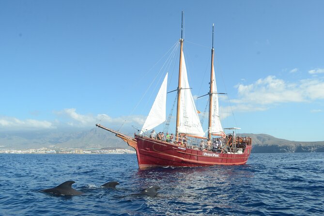 Tenerife: Whale and Dolphin Watching with a Plunge - Los Cristianos Launch: Your First Sighting Window Starts Fast