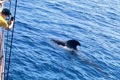 Tenerife: Whale and Dolphin Watching with a Plunge - Playa de las Américas: How Guides Turn Spotting Into Stories