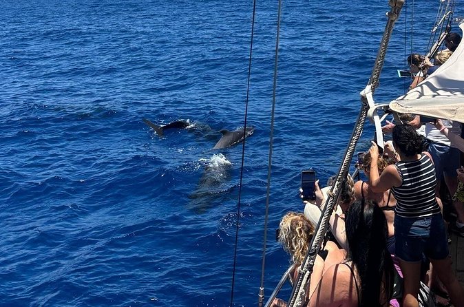 Tenerife: Whale and Dolphin Watching with a Plunge - Los Cristianos Return: Finishing With What You Saw