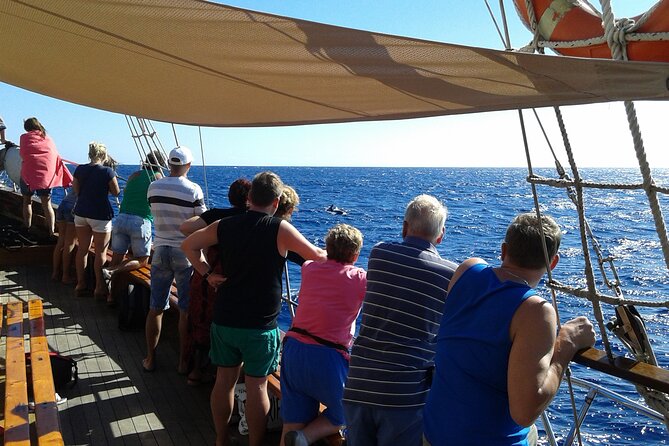 Tenerife: Whale and Dolphin Watching with a Plunge - Price and Value: Why $30ish Can Work for a Short Tour