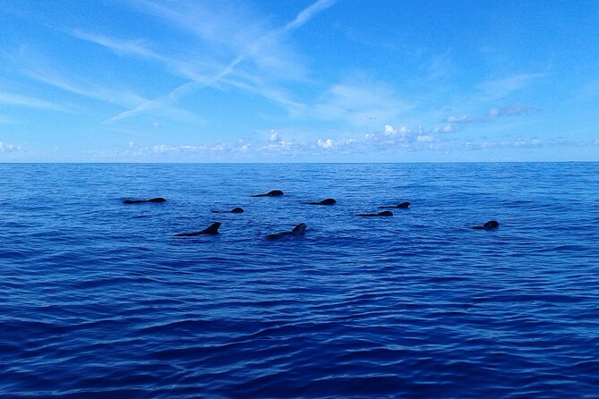 Tenerife: Whale and Dolphin Watching with a Plunge - What to Bring (So the Swim Stop Doesn’t Catch You Off Guard)