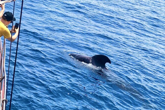 Tenerife: Whale and Dolphin Watching with a Plunge - Playa de las Américas: How Guides Turn Spotting Into Stories
