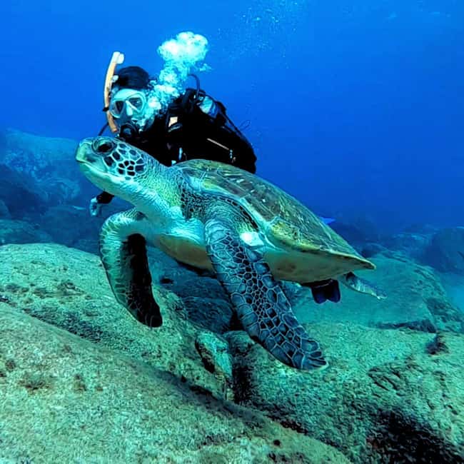 Tenerife: Your First Scuba Diving Experience in Turtle Area - Costa Adeje meetup and the briefing that calms first-timers