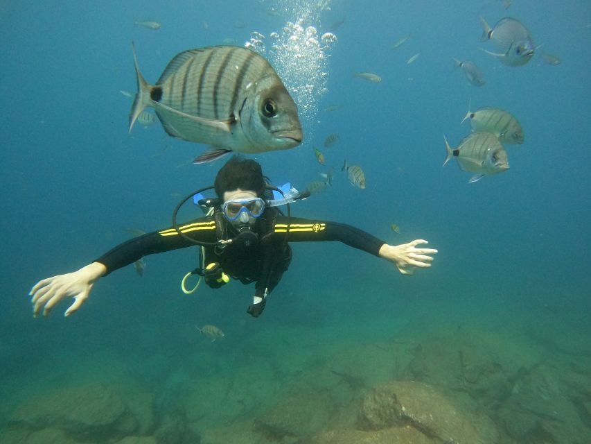 Tenerife: Your First Scuba Diving Experience in Turtle Area - Snorkeling safari right after: turtles and more sea life in the best nearby waters