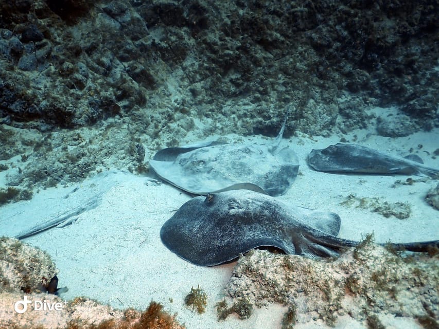 Tenerife: Your First Scuba Diving Experience in Turtle Area - Gear, wetsuit, insurance, and the price you should expect to pay on-site