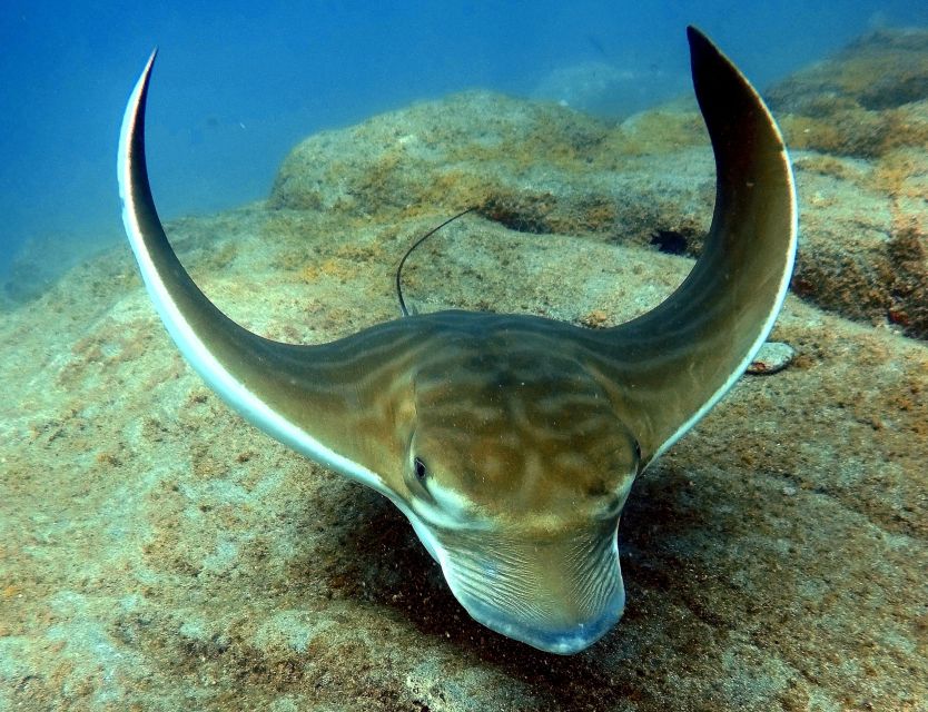 Tenerife: Your First Scuba Diving Experience in Turtle Area - Who this is best for (and who should skip it)