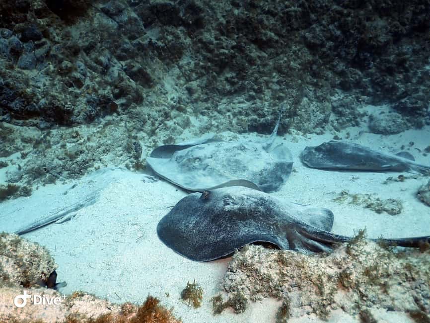 Tenerife: Your First Scuba Diving Experience in Turtle Area - Price and value: why $84 for 3 hours can make sense