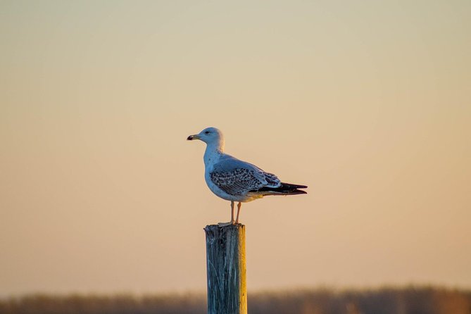 The Original Albufera Tour: Barraca, Boat Ride & Local Guide - Guides make the difference: from Jorge to Anais and Eva