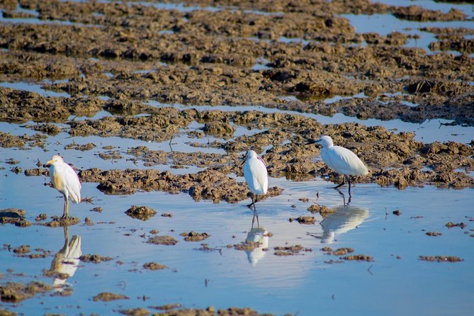 The Original Albufera Tour: Barraca, Boat Ride & Local Guide - Who this tour suits best