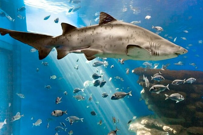 Ticket Palma Aquarium - Palma Aquarium in a Hot Afternoon: how the 3-hour visit works
