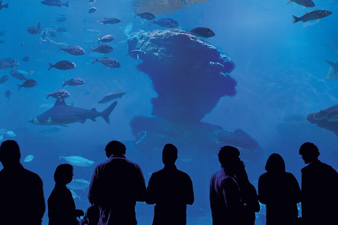 Ticket Palma Aquarium - Animal highlights and interactive moments: shark feeding to 3D whales