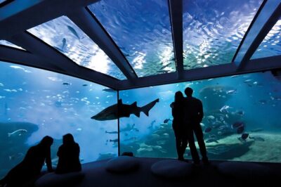 Ticket Palma Aquarium - 1 km of themed habitats: Mediterranean to Medusario