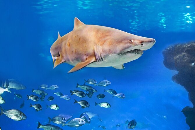 Ticket Palma Aquarium - Getting there: near public transport, plus a local bus option