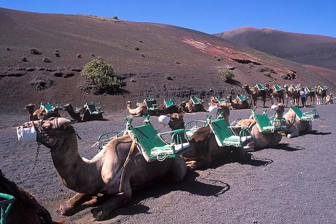 Timanfaya, Golfo, Jameos Agua & Camel Ride (opt) - Lanzarote - Lunch Around Haría: Optional Break, Easy to Manage Your Budget