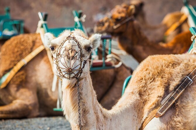 Timanfaya Park & Camel Ride (extra cost) - Short South Tour - Stop 3: Rotonda De Los Camellos and the optional camel ride (30 minutes)