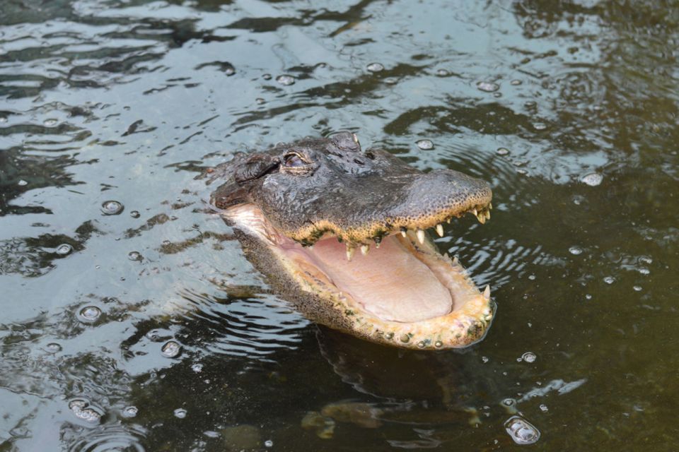 Torremolinos: Crocodile Park Entrance Ticket - Other animals in the mix (and why they’re worth lingering for)