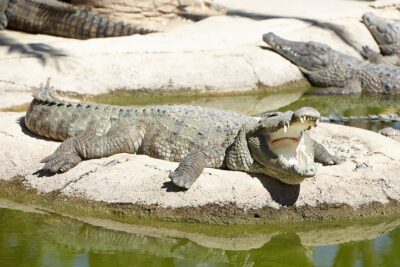 Torremolinos: Crocodile Park Entrance Ticket - Location and where to check in (Calle Cuba, Torremolinos)