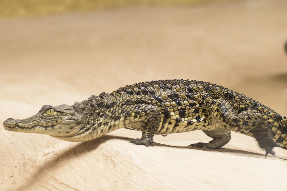Torremolinos: Crocodile Park Entrance Ticket - Price and value: is $21 a fair deal?
