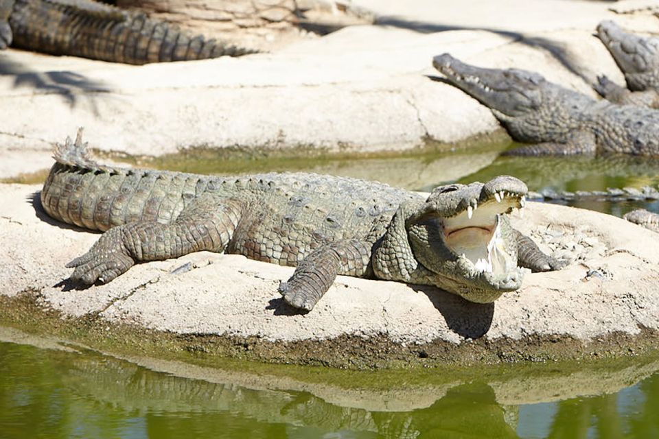 Torremolinos: Crocodile Park Entrance Ticket - Location and where to check in (Calle Cuba, Torremolinos)