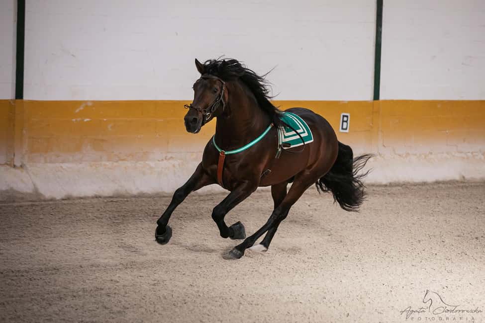 Torremolinos: Spanish horse and flamenco show - El Ranchito in Torremolinos: where the show has real Andalusian flavor