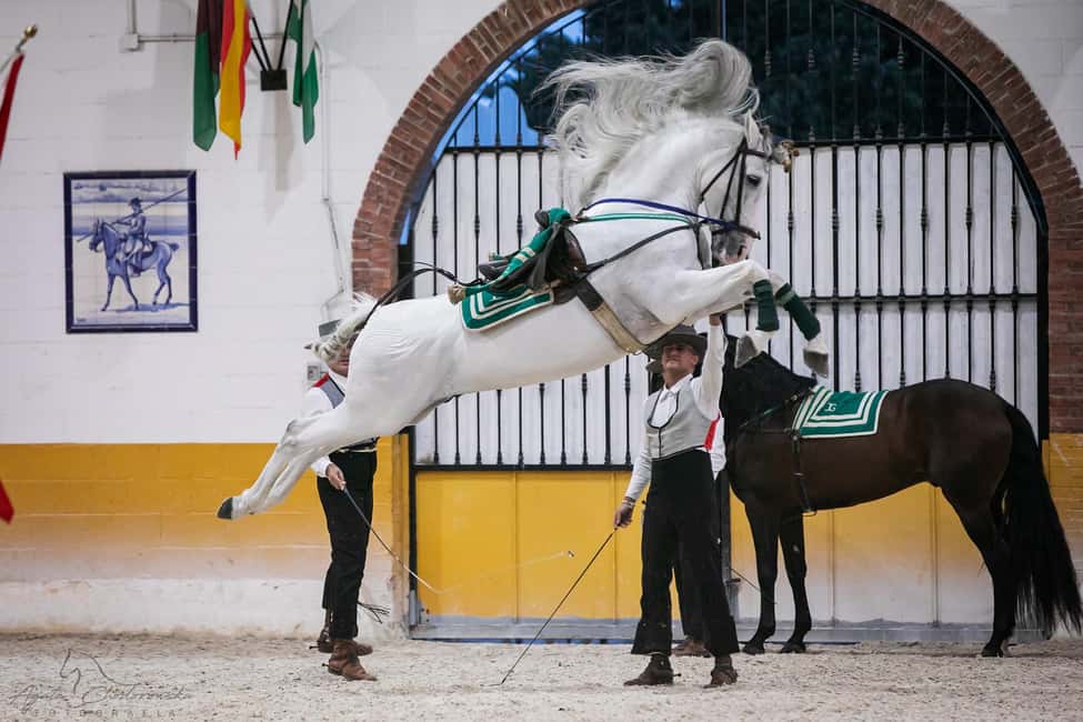 Torremolinos: Spanish horse and flamenco show - Choosing your ticket: horse show only vs guided tour vs full dinner and flamenco