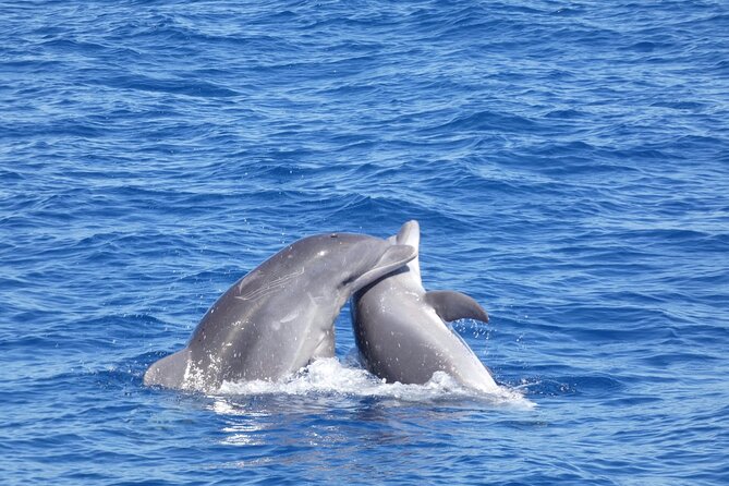 Tour with Whale and Dolphin Watching plus food included - How to spot dolphins and whales (without turning it into homework)