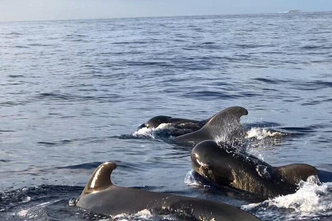 Tour with Whale and Dolphin Watching plus food included - Stop 2: Diego Hernández Bay (Spaghetti Beach) and your 30-minute swim window