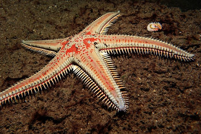 Try Dive - PADI Discover Scuba Diving in Tenerife - Who This Is Best For (And Who Should Think Twice)