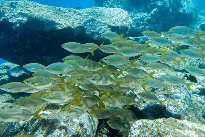Try Dive - PADI Discover Scuba Diving in Tenerife - Best Value Way to Fit It Into Your Tenerife Day