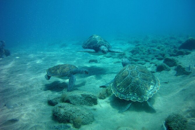 Try Scuba Diving in a turtle area (boat) - Instructor style: calm rules, freedom to explore, real safety focus