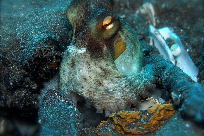 Try Scuba Diving in a turtle area (boat) - Price and value: what $84.66 covers (and what it doesn’t)