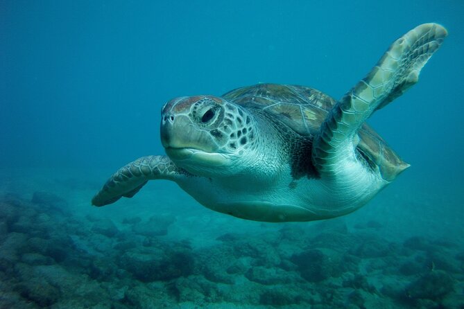 Try Scuba Diving in a turtle area (boat) - Who should book this try-scuba experience (and who might hesitate)