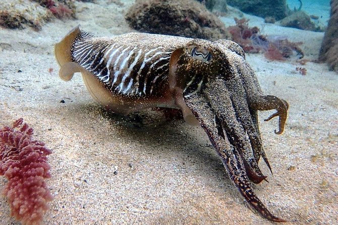 Try Scuba Diving with 2 Ocean Dives - Two beginner-friendly underwater sessions at Playa Chica