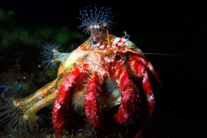 Try Scuba Diving with 2 Ocean Dives - Equipment, insurance, and what you’re truly paying for