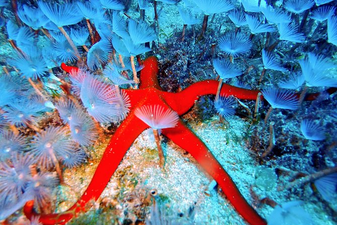Try Scuba Diving with 2 Ocean Dives - Marine life you can look for (and what to actually notice)