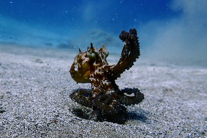 Try Scuba Diving with 2 Ocean Dives - Photo expectations and how to get keepsakes you’ll like