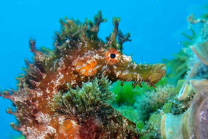 Try Scuba Diving with 2 Ocean Dives - Who this scuba tryout is best for