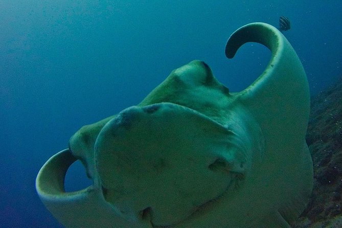 TRY SCUBA DIVING with a Dedicated Instructor - Why this try-scuba setup feels beginner-proof