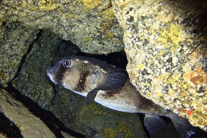 TRY SCUBA DIVING with a Dedicated Instructor - Where to meet in Las Galletas (and how it affects your day)